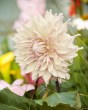 Dahlia Cafe au Lait